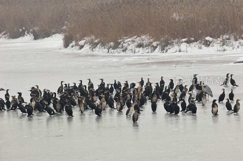 冬天的鸬鹚(Phalacrocorax carbo)